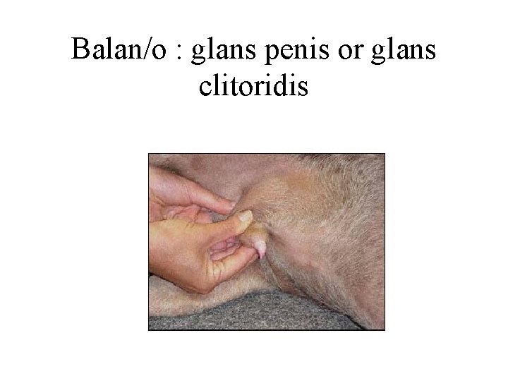 Balan/o : glans penis or glans clitoridis 