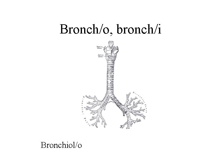 Bronch/o, bronch/i Bronchiol/o 