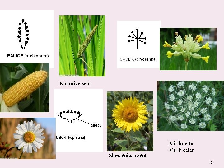 Kukuřice setá Slunečnice roční Miříkovité Miřík celer 17 