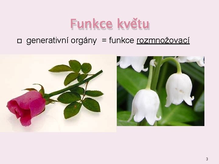 Funkce květu generativní orgány = funkce rozmnožovací 3 