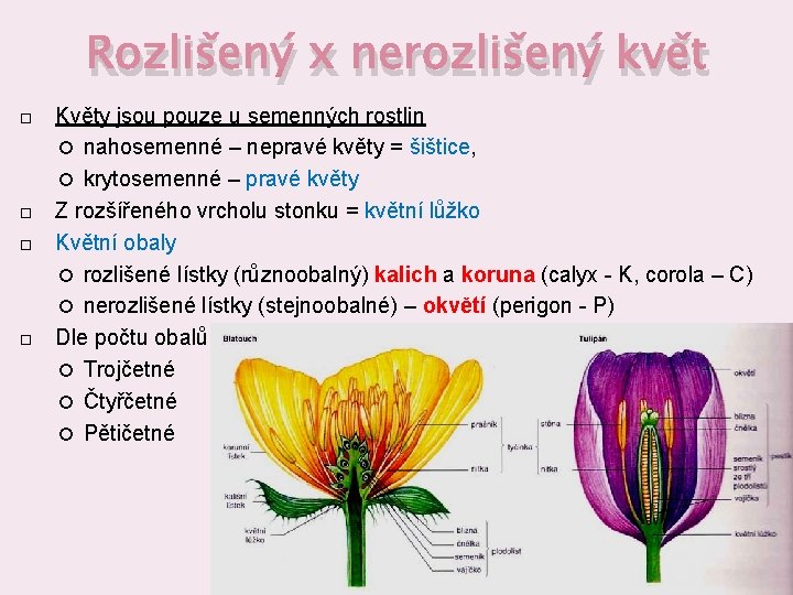 Rozlišený x nerozlišený květ Květy jsou pouze u semenných rostlin nahosemenné – nepravé květy
