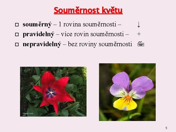 Souměrnost květu souměrný – 1 rovina souměrnosti – ↓ pravidelný – více rovin souměrnosti