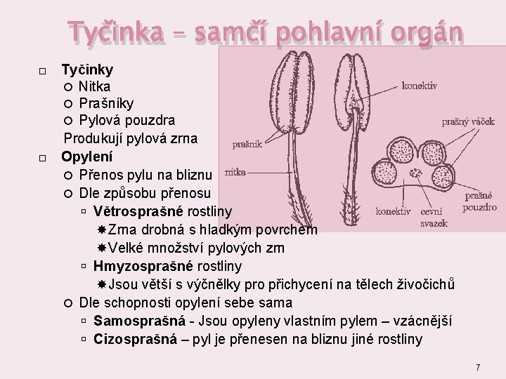 Tyčinka – samčí pohlavní orgán Tyčinky Nitka Prašníky Pylová pouzdra Produkují pylová zrna Opylení