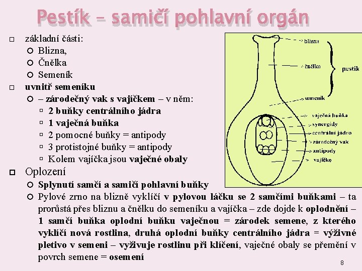 Pestík – samičí pohlavní orgán základní části: Blizna, Čnělka Semeník uvnitř semeníku – zárodečný