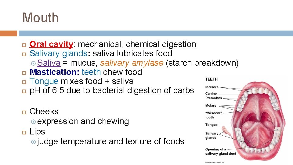 Mouth Oral cavity: mechanical, chemical digestion Salivary glands: saliva lubricates food Saliva = mucus,