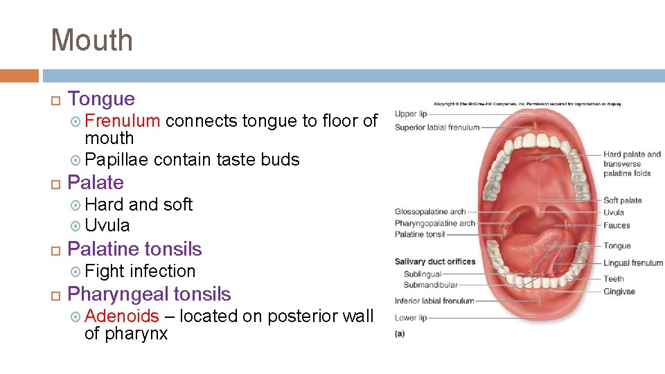 Mouth Tongue Frenulum connects tongue to floor of mouth Papillae contain taste buds Palate