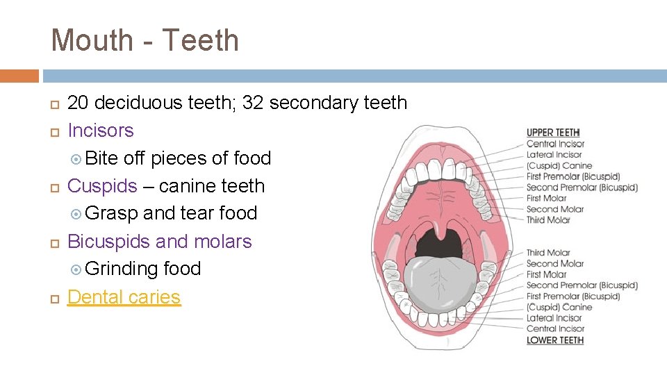 Mouth - Teeth 20 deciduous teeth; 32 secondary teeth Incisors Bite off pieces of