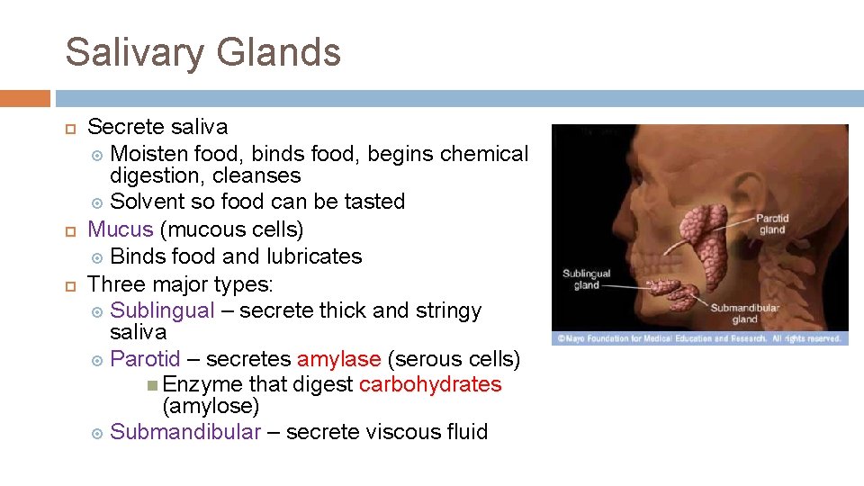 Salivary Glands Secrete saliva Moisten food, binds food, begins chemical digestion, cleanses Solvent so
