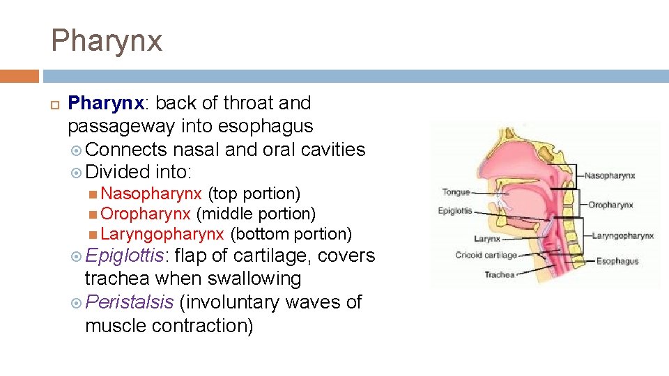 Pharynx Pharynx: back of throat and passageway into esophagus Connects nasal and oral cavities
