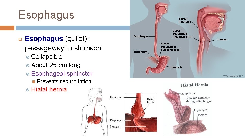 Esophagus (gullet): passageway to stomach Collapsible About 25 cm long Esophageal sphincter Prevents regurgitation