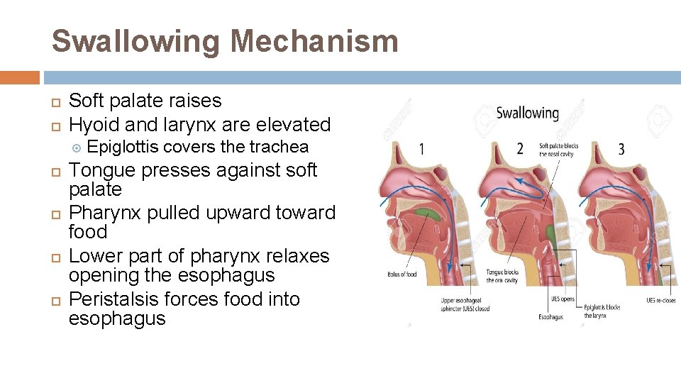 Swallowing Mechanism Soft palate raises Hyoid and larynx are elevated Epiglottis covers the trachea