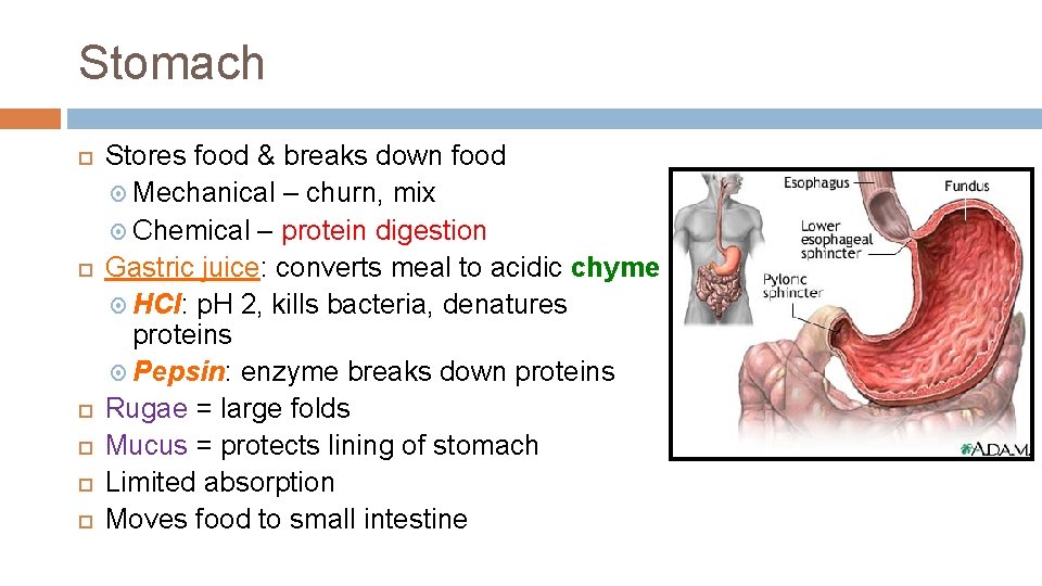 Stomach Stores food & breaks down food Mechanical – churn, mix Chemical – protein