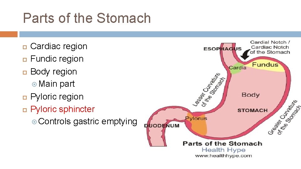 Parts of the Stomach Cardiac region Fundic region Body region Main part Pyloric region
