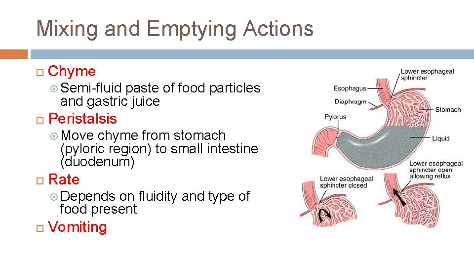 Mixing and Emptying Actions Chyme Semi-fluid paste of food particles and gastric juice Peristalsis
