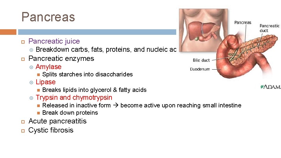 Pancreas Pancreatic juice Breakdown carbs, fats, proteins, and nucleic acids Pancreatic enzymes Amylase Lipase