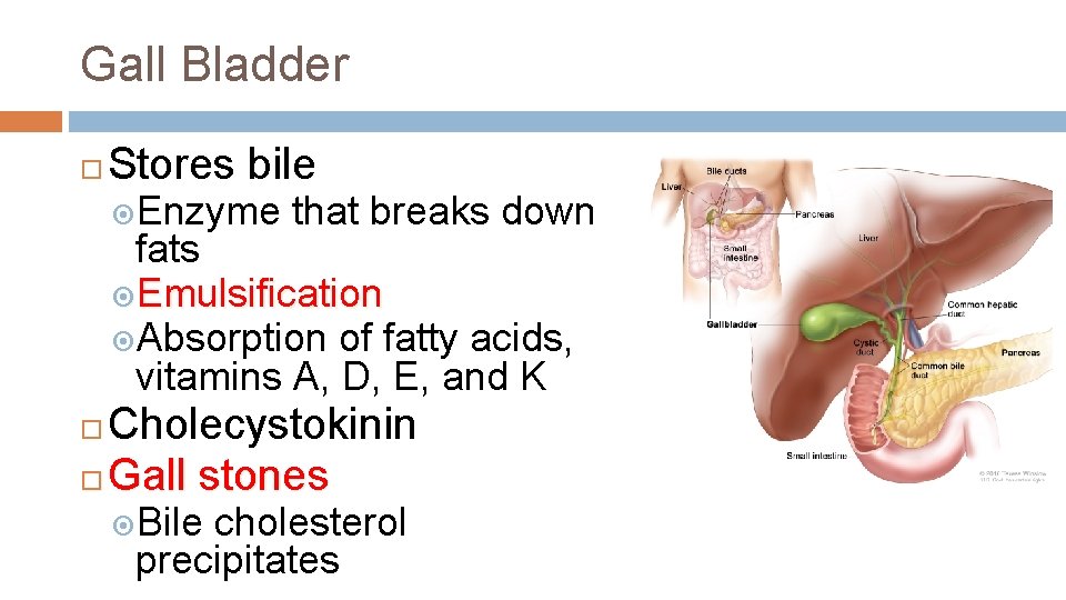 Gall Bladder Stores bile Enzyme that breaks down fats Emulsification Absorption of fatty acids,