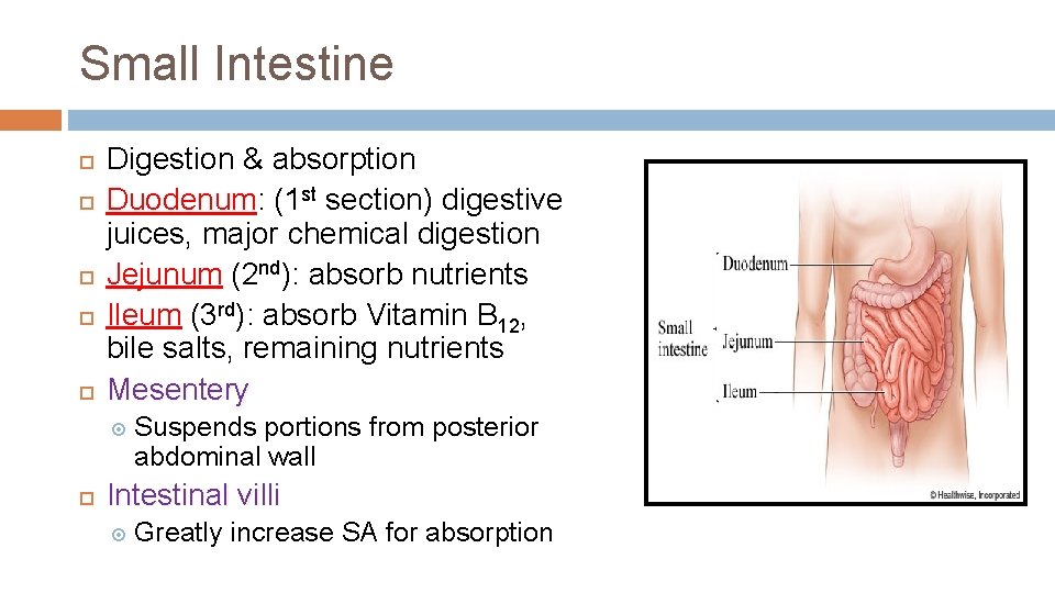Small Intestine Digestion & absorption Duodenum: (1 st section) digestive juices, major chemical digestion