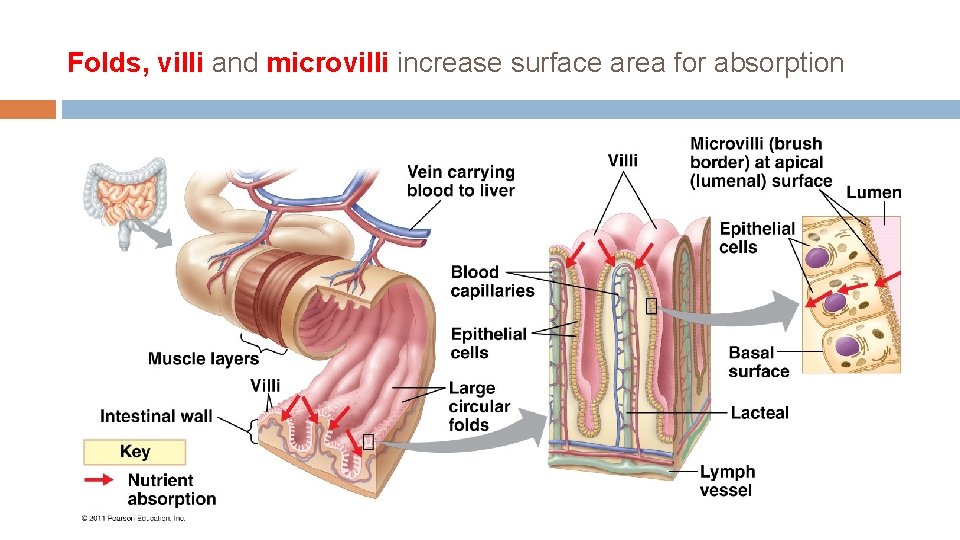 Folds, villi and microvilli increase surface area for absorption 