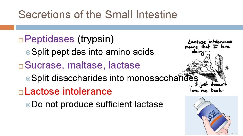 Secretions of the Small Intestine Peptidases (trypsin) Split Sucrase, maltase, lactase Split peptides into