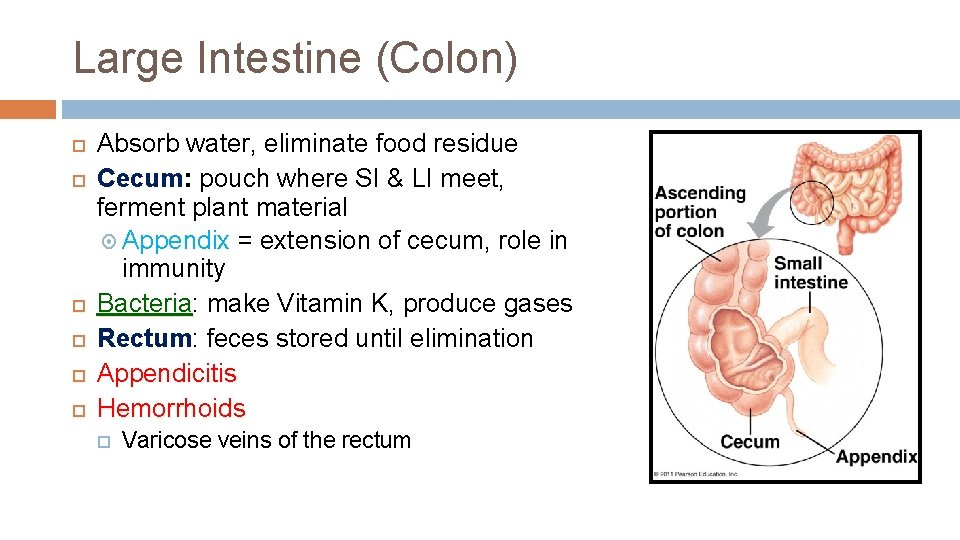 Large Intestine (Colon) Absorb water, eliminate food residue Cecum: pouch where SI & LI