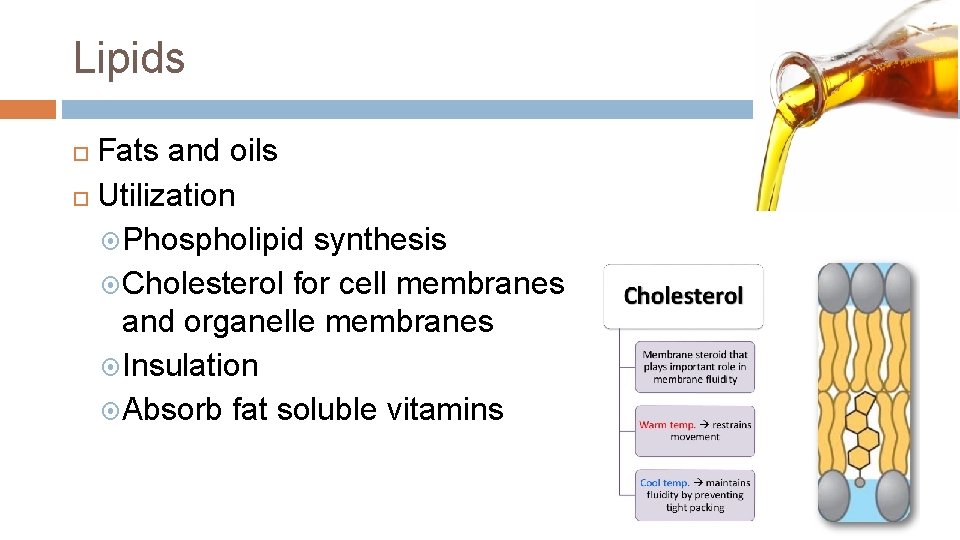 Lipids Fats and oils Utilization Phospholipid synthesis Cholesterol for cell membranes and organelle membranes