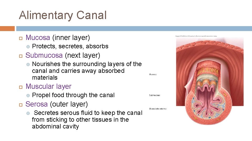Alimentary Canal Mucosa (inner layer) Submucosa (next layer) Nourishes the surrounding layers of the