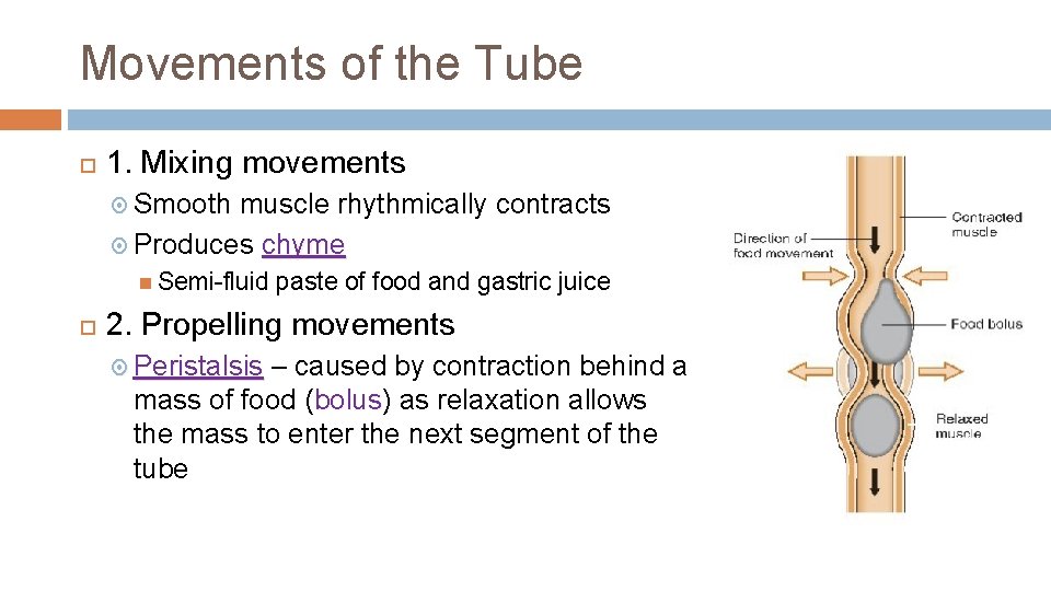 Movements of the Tube 1. Mixing movements Smooth muscle rhythmically contracts Produces chyme Semi-fluid