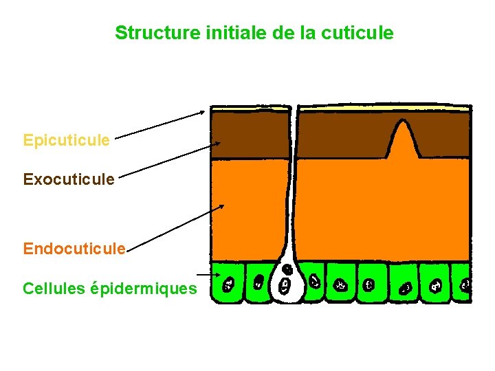 Structure initiale de la cuticule Epicuticule Exocuticule Endocuticule Cellules épidermiques 
