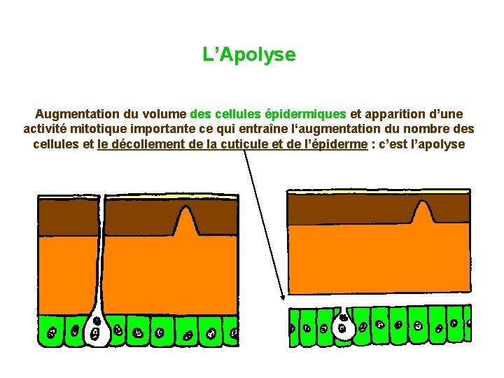 L’Apolyse Augmentation du volume des cellules épidermiques et apparition d’une activité mitotique importante ce