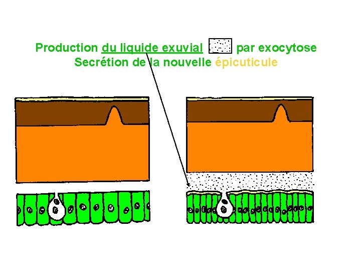 Production du liquide exuvial par exocytose Secrétion de la nouvelle épicuticule 