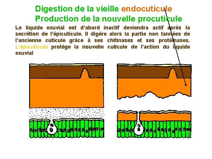 Digestion de la vieille endocuticule Production de la nouvelle procuticule Le liquide exuvial est