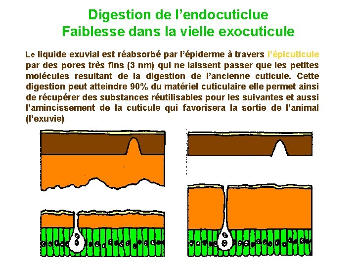 Digestion de l’endocuticlue Faiblesse dans la vielle exocuticule Le liquide exuvial est réabsorbé par