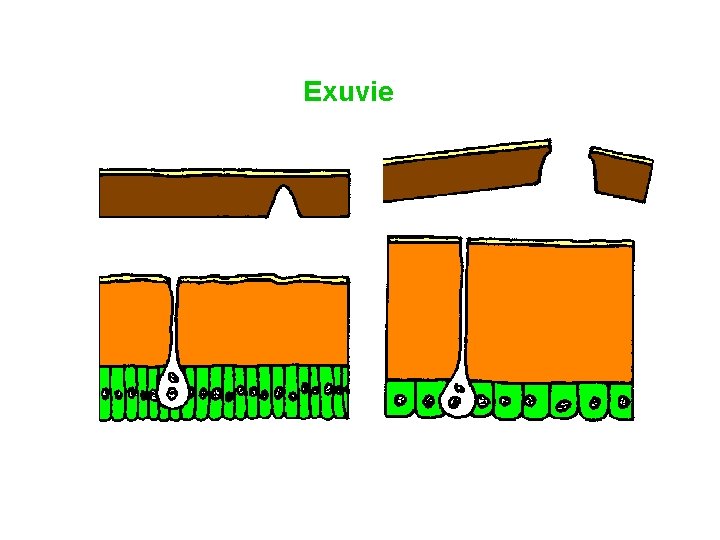 Exuvie 