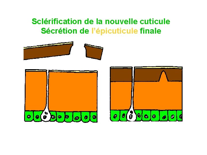 Sclérification de la nouvelle cuticule Sécrétion de l’épicuticule finale 