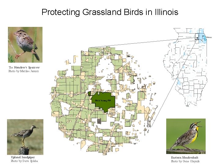 Protecting Grassland Birds in Illinois The Henslow's Sparrow Photo by Merilee Janusz Upland Sandpiper Protecting Grassland Birds in Illinois The Henslow's Sparrow Photo by Merilee Janusz Upland Sandpiper