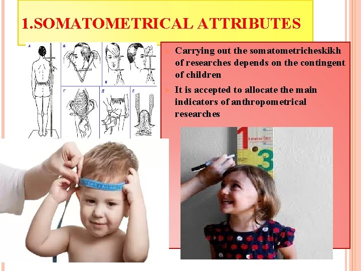 1. SOMATOMETRICAL ATTRIBUTES Ø Ø Carrying out the somatometricheskikh of researches depends on the