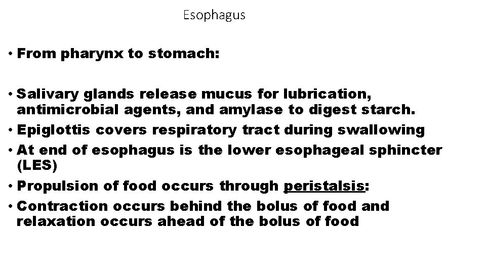 Esophagus • From pharynx to stomach: • Salivary glands release mucus for lubrication, antimicrobial