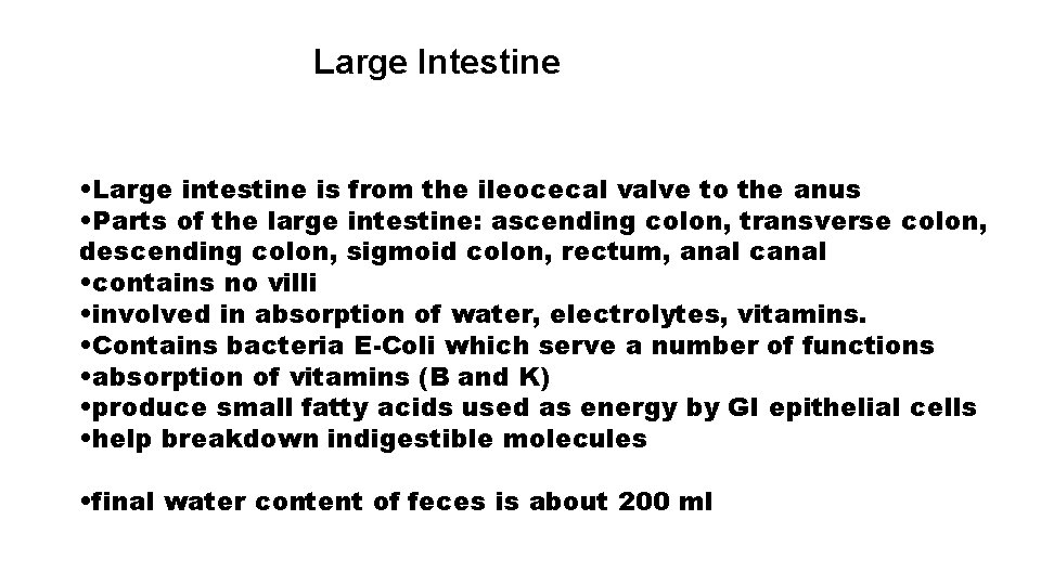 Large Intestine • Large intestine is from the ileocecal valve to the anus •