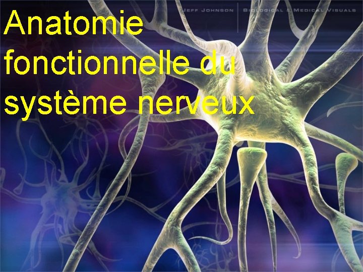 Anatomie fonctionnelle du système nerveux 