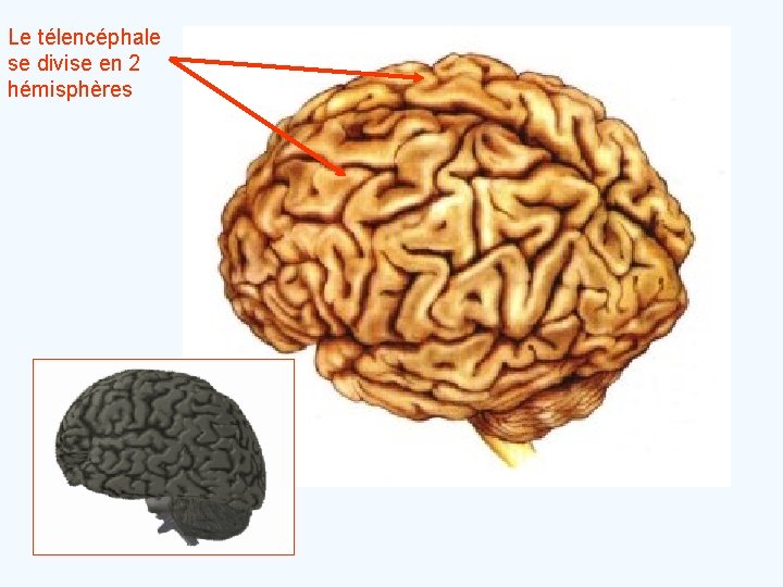 Le télencéphale se divise en 2 hémisphères 