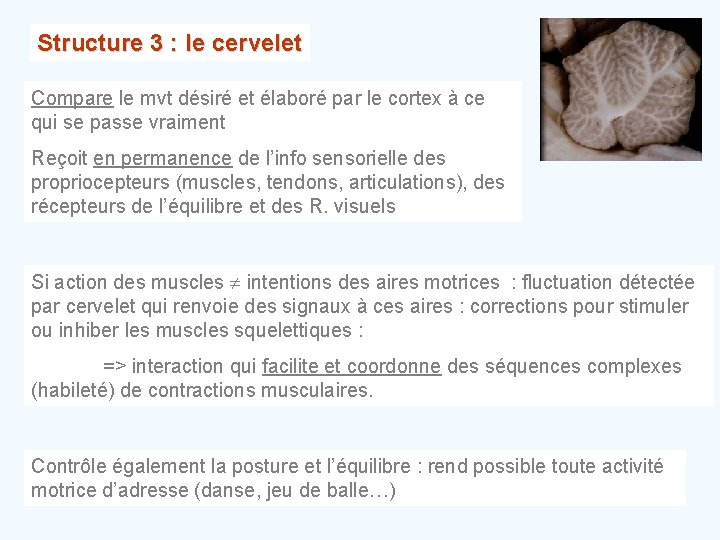 Structure 3 : le cervelet Compare le mvt désiré et élaboré par le cortex