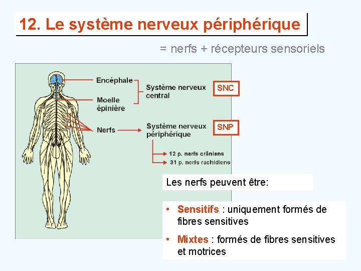 12. Le système nerveux périphérique = nerfs + récepteurs sensoriels SNC SNP Les nerfs