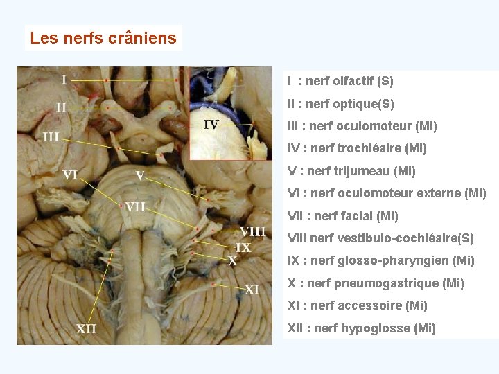 Les nerfs crâniens I : nerf olfactif (S) II : nerf optique(S) III :