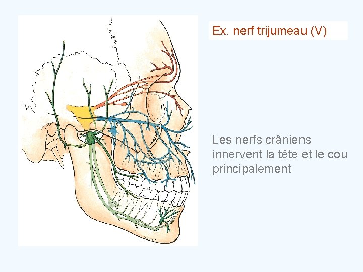 Ex. nerf trijumeau (V) Les nerfs crâniens innervent la tête et le cou principalement