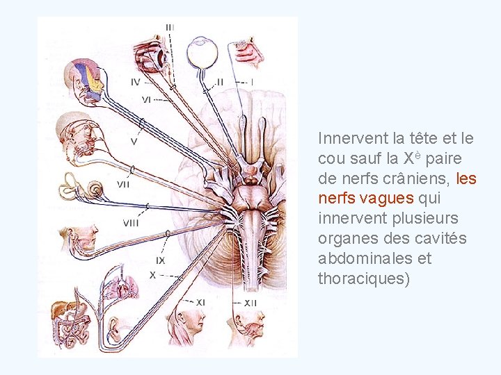 Innervent la tête et le cou sauf la Xè paire de nerfs crâniens, les