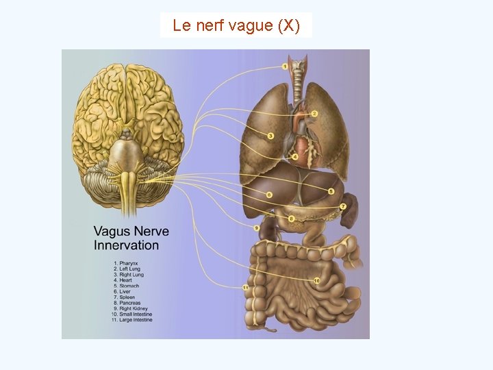 Le nerf vague (X) 