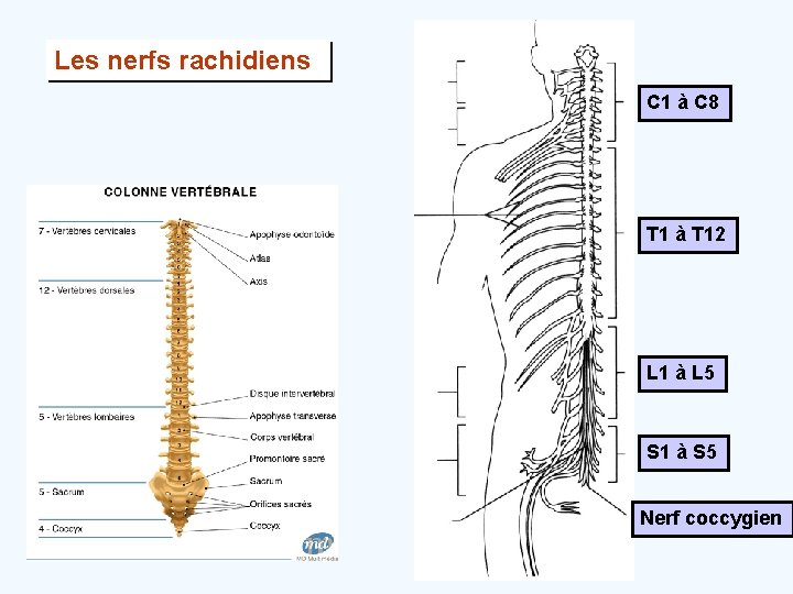 Les nerfs rachidiens C 1 à C 8 T 1 à T 12 L