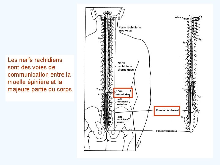 Les nerfs rachidiens sont des voies de communication entre la moelle épinière et la