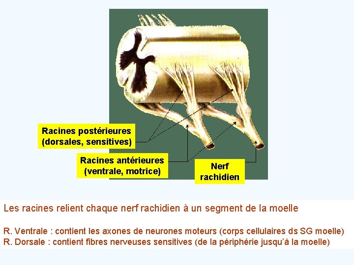 Racines postérieures (dorsales, sensitives) Racines antérieures (ventrale, motrice) Nerf rachidien Les racines relient chaque