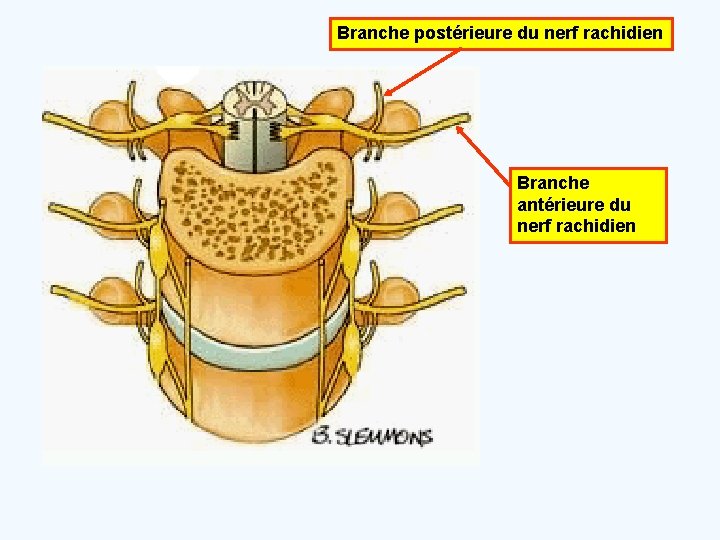 Branche postérieure du nerf rachidien Branche antérieure du nerf rachidien 